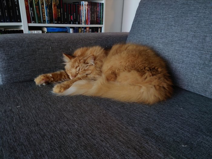 En sovande orange katt på en grå soffa med en bokhylla i bakgrunden.