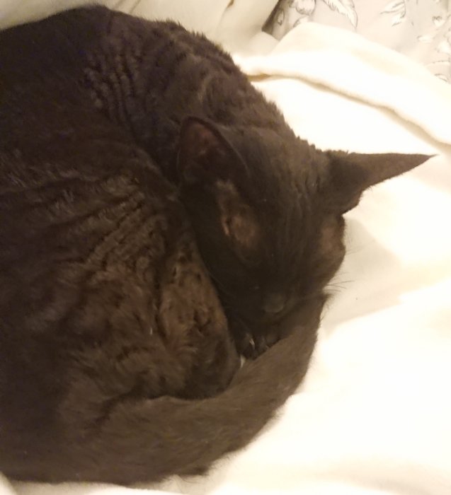 Svart katt som sover ihoprullad på en vit filt.