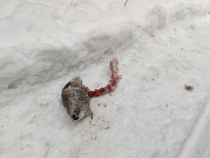En död gnagare ligger i snön med synliga röda spår intill den.