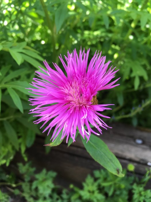 Närbild av en levande rosa blomma från klintfamiljen med buskliknande gröna blad i bakgrunden.