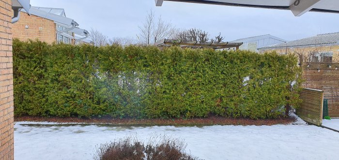 En thujahäck med flera synliga hål står framför ett bostadsområde med snö på marken.