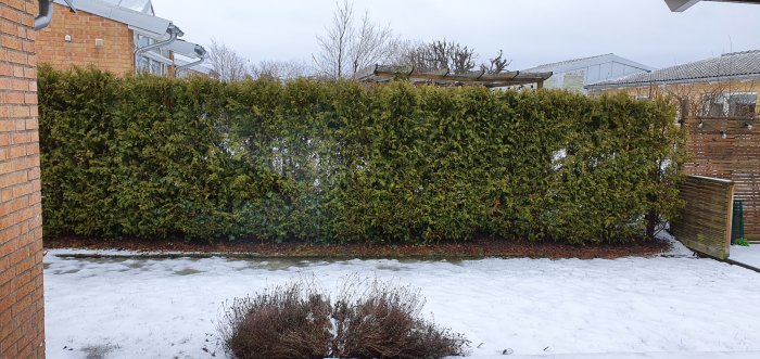 Thujahäck med synliga hål i ett snötäckt landskap framför tegelhus.