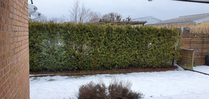 Thujahäck med flera synliga hål framför hus och snötäckt mark.