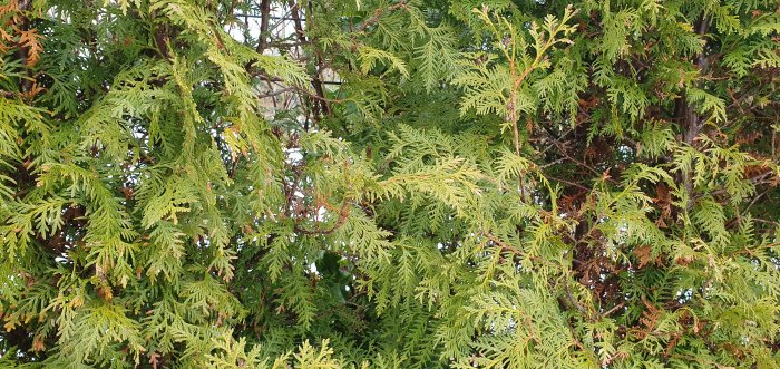 Tätvuxen thuja med inslag av kvistar från en rosenbuske, indikerar behov av beskärning bredvid staket.