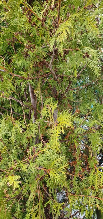 Oskuren thuja med grenar och kvistar, några från en närliggande rosenbuske.