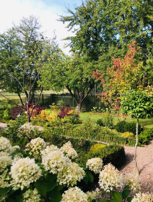 Lummig trädgård med blommande buskar och ett grönt staket i bakgrunden under sommaren.