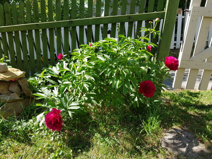 Röda pionblommor framför en vit trästaket och en öppen grind, med solig bakgrund.