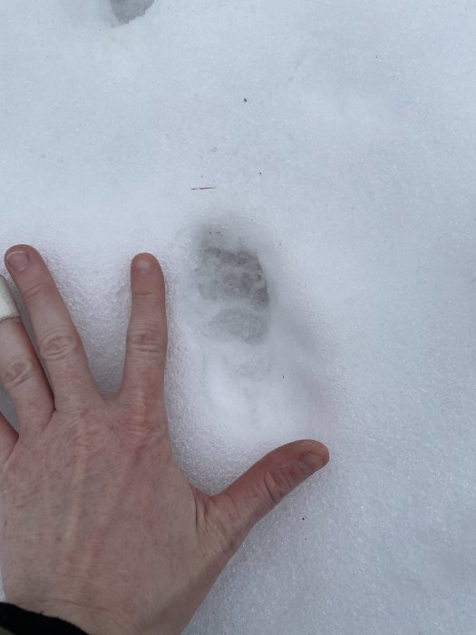 Person jämför handstorlek med djurspår i snön för att uppskatta dess storlek.