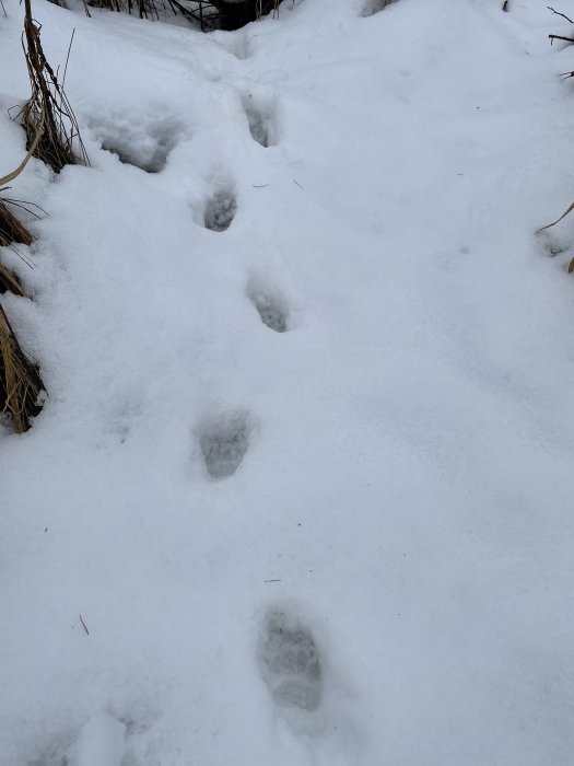 Spår i snön som misstänks vara efter en grävling, möjligt referens till handskstorlek nämnts.