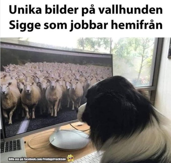 Hund framför datorn blickar på skärm med bild av fårskock, humortillägg om distansarbete.
