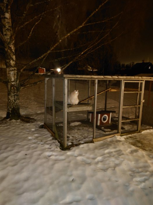 Vit katt med lysande ögon sitter i snötäckt utomhusrum nattetid, med träd och bostäder i bakgrunden.