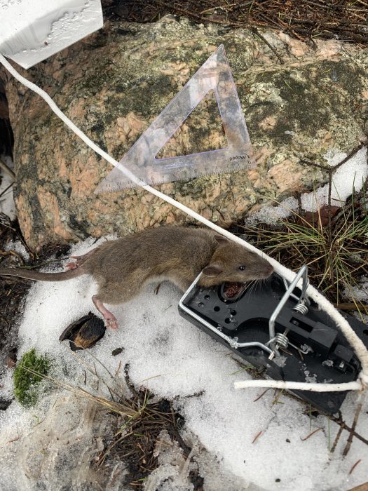 Råtta fångad i fälla bredvid snöklädd sten och mätverktyg.