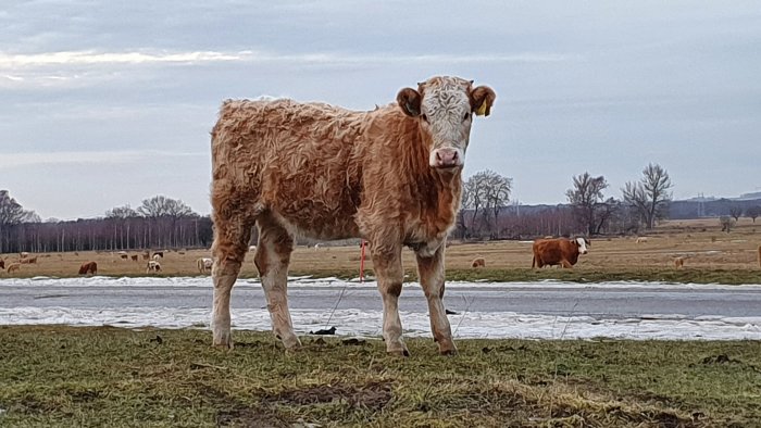 En ko står i förgrunden på en betesmark med fler kor i bakgrunden.