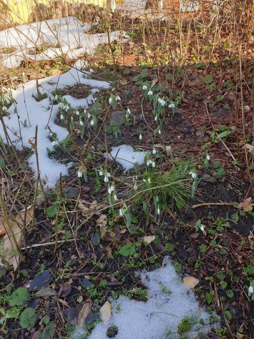 Snödroppar blommar i en trädgård med smältande snö och visna blad.