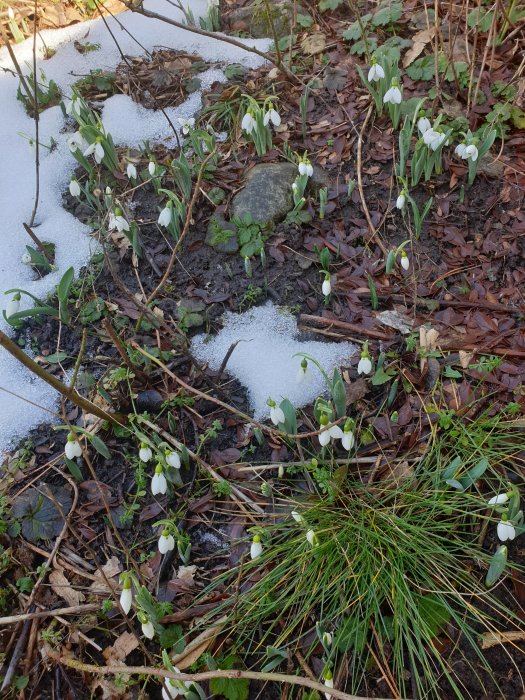 Vitsippor blommar bland bruna löv och snörester på våren.