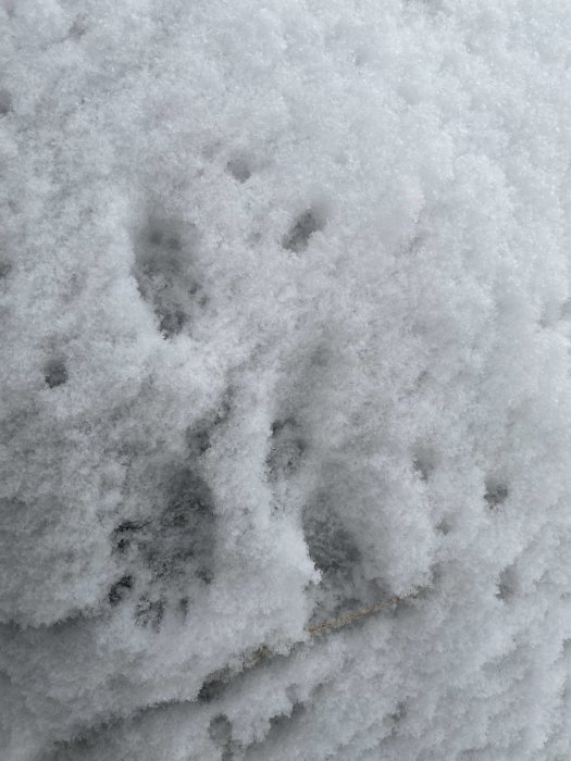 Djurspår i snö med större och mer separerade avtryck än ekorre, indikerande ett större djur i rörelse.