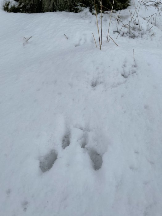 Spåret av ett större djur i snön, med tydliga avtryck och längre avstånd mellan skutten än ett ekorrespår.