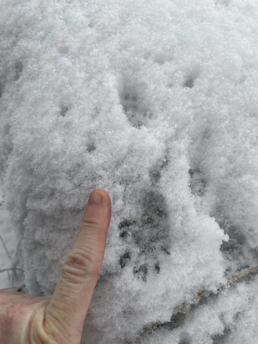 Finger pekar på djurspår i snön, större än ekorre med längre hoppavstånd.