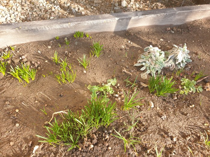 Vårträdgård med spirande snödroppar och perenner vid planteringsbord, soligt och varmt.