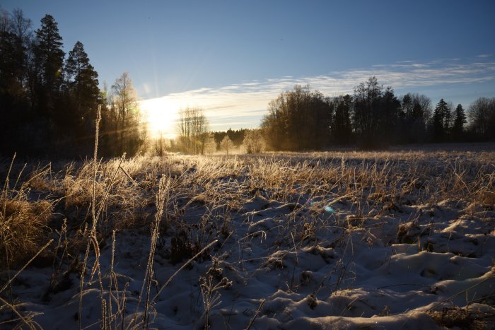 Soluppgång över ett frostigt vinterlandskap med snötäckt mark och träd i bakgrunden.