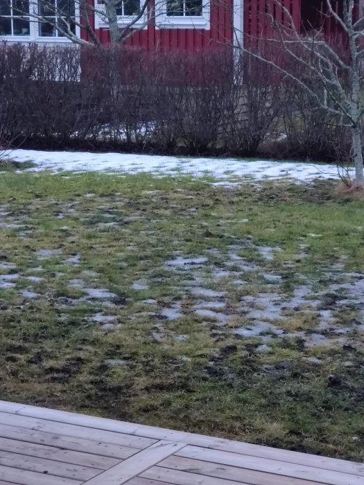 Bruna högar på en skadad gräsmatta med smältande snö framför ett rött hus och en träterrass.