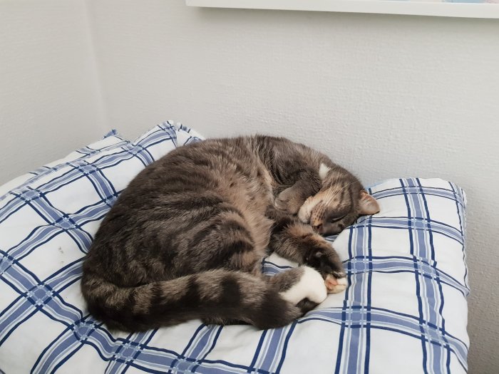 Grå och vit katt som sover hopkurad på en blå och vit rutig kudde.