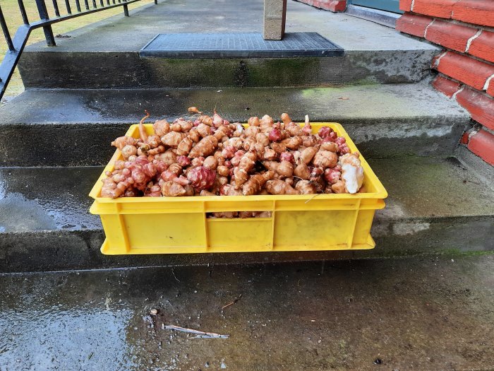 Gul pallbox fylld med skördade jordärtskockor på en våt trottoar bredvid trappsteg.