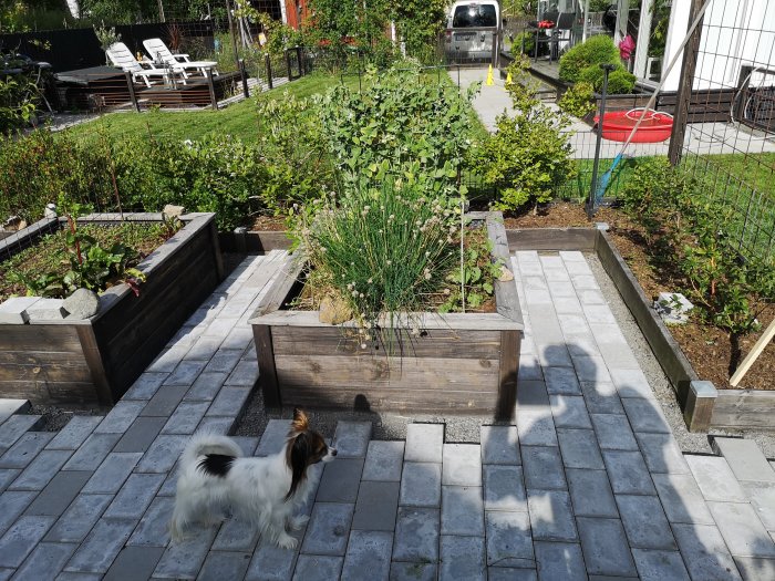 Odlingslådor i en trädgård med stenläggning och en hund som promenerar framför.