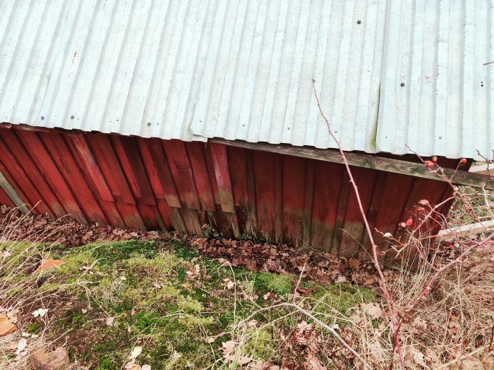 Vatten skadat rödmålad vedbod med grått vågigt tak intill sluttning, med synlig fuktskada vid hörnstolpe.