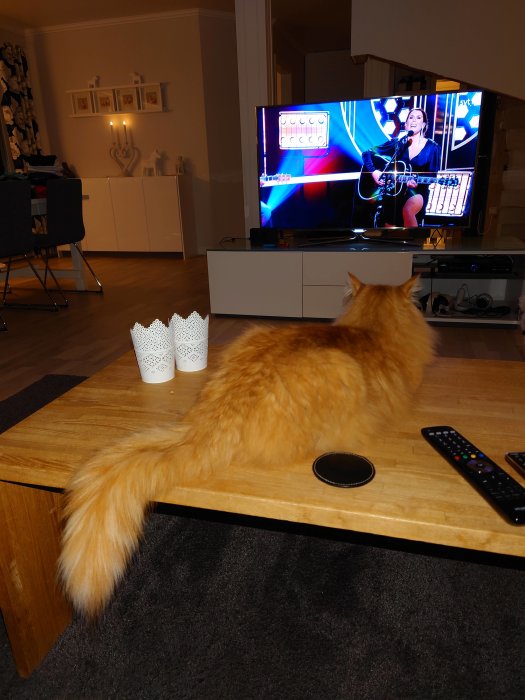 En rödorange katt ligger på ett träbord framför en TV med en musiker på skärmen.