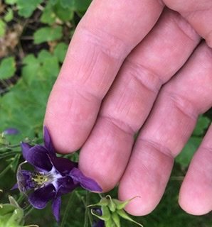 En hand som håller en blommande lila akleja mot en oskarp grön bakgrund.