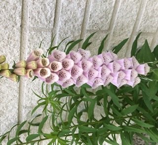 Fingerborgsblomma med rosa blommor och mörka prickar mot en ljus vägg med gröna bladverk i förgrunden.