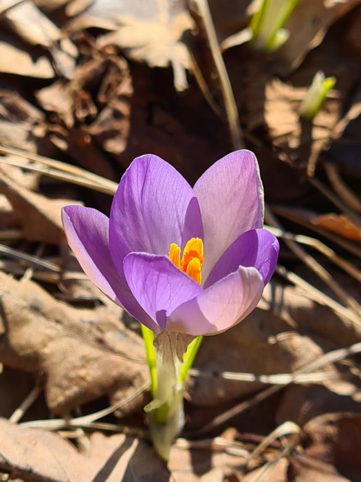 En lila krokus i blom mot en bakgrund av bruna löv och grässtrån.