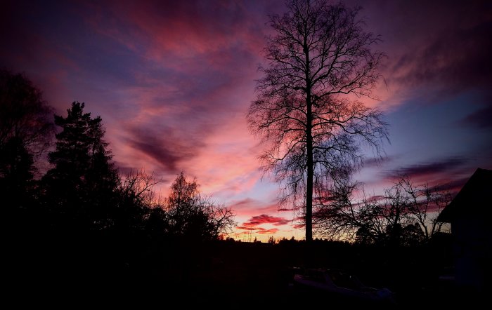 Björkens silhuett mot en dramatisk solnedgång med rosa och blå himmel.