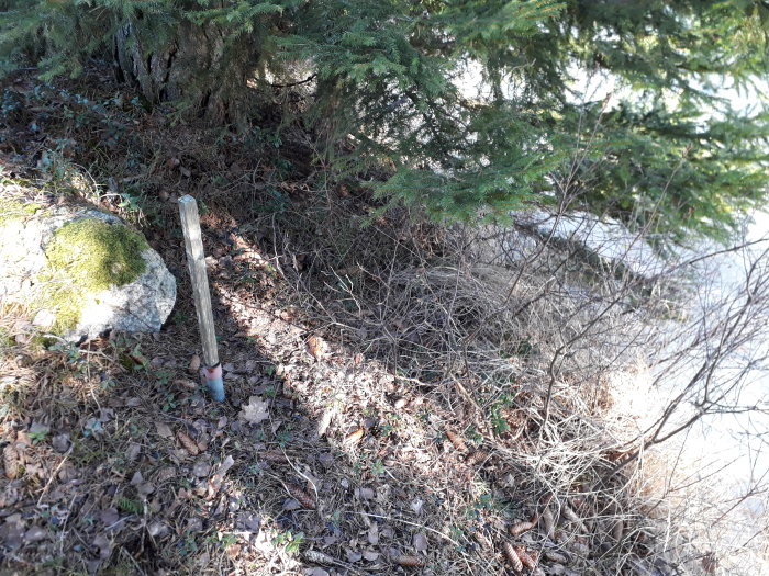 Tomtrör i skog nära sjökant som markerar potentiell gräns för strandskydd.