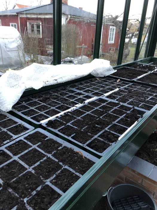 Tråg med jord för vintersådd i växthus, snötäckt bubbelplast vid kanten, traditionellt rött hus i bakgrunden.