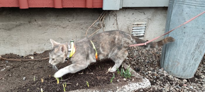 Katten Ester utforskar utomhus i sele för första gången, vid husgrund och växtlighet.