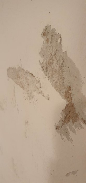 Yttervägg med flagnande färg och vitt ludd som indikerar fuktskada.