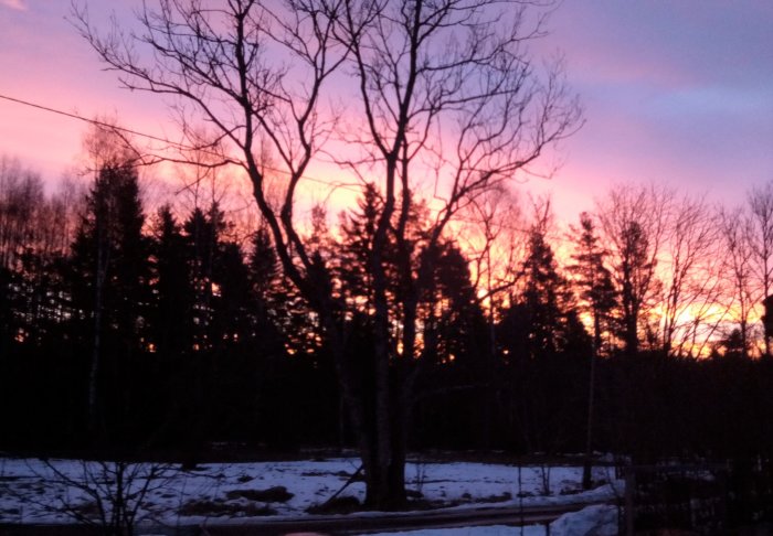 Soluppgång bakom träd med rosa och lila himmel, snötäckt mark, svårt att återge röd färg digitalt.