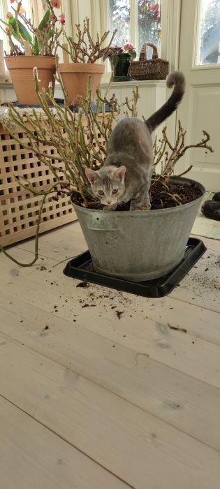 Katt i en zinkkruka med uppgrävda pelargoner och jord på ett trägolv.