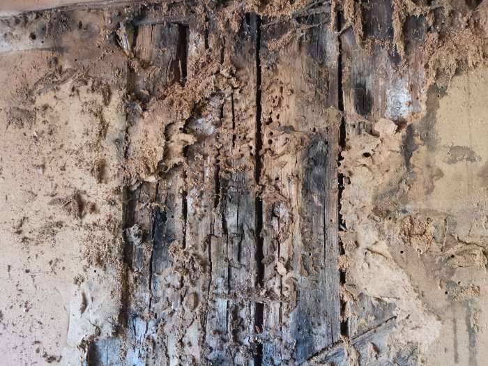 Skador från röta och insektsangrepp på takstol i vind från 1944 hus under renovering.