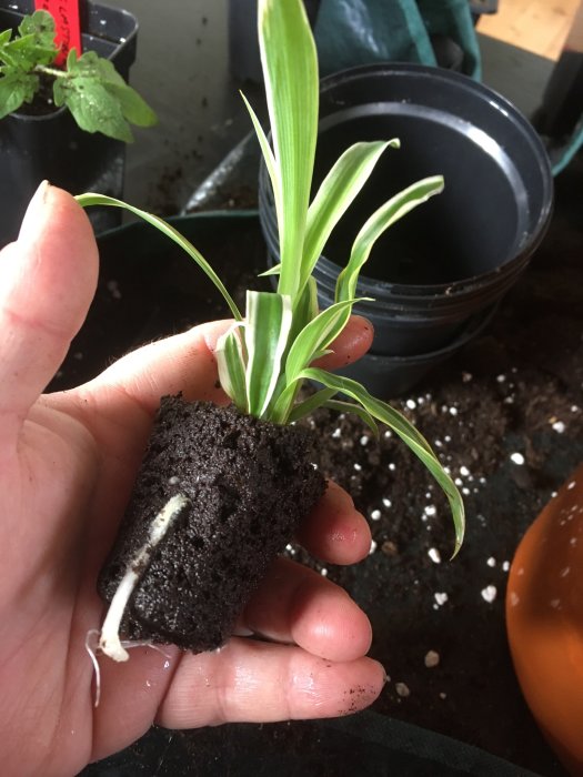 Hand håller en ampellilja i en Rootit-kub med synliga rötter och gröna blad, omskolningsmiljö i bakgrunden.