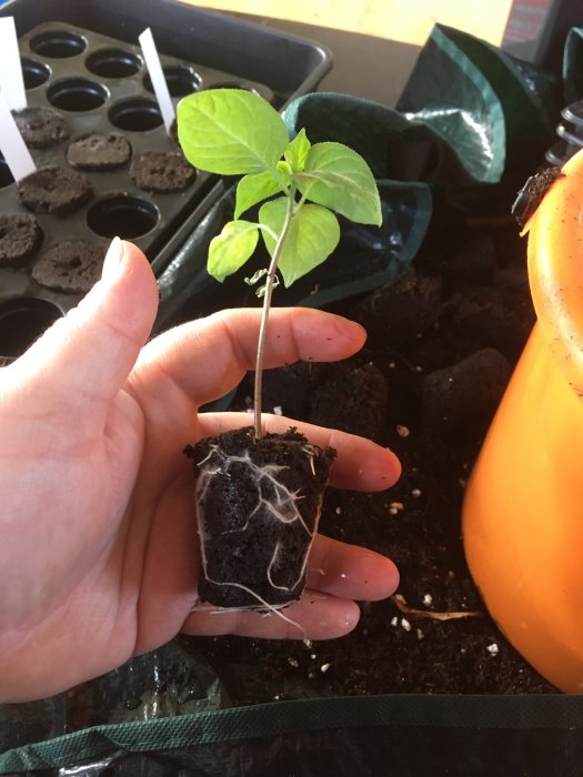 En planta med synliga rötter och gröna blad hålls över jord, med krukor och odlingsutrustning i bakgrunden.