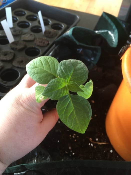 En hand som håller en chiliplanta 'Rocoto Turbo Pube' med små gröna blad, över odlingskrukor och Rootit-kuber.