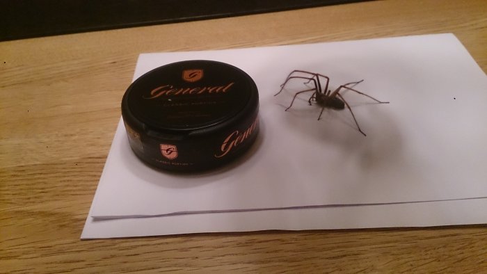 Snusdosa med logotyp och en spindel bredvid på ett vitt papper på träbord.