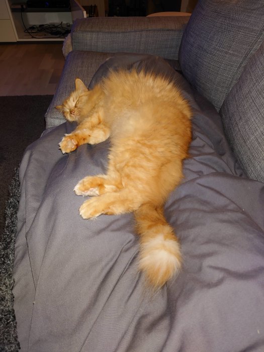 En orange katt sover avslappnat på en lutande grå soffdyna.