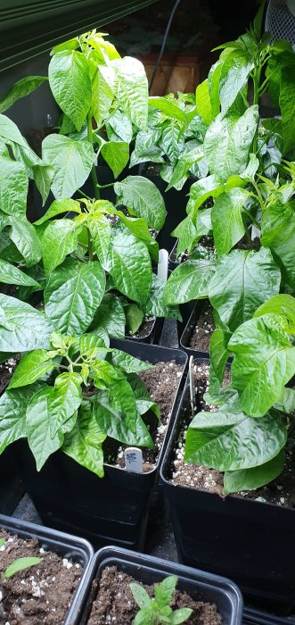 Lush green chili plants in pots with visible soil, healthy foliage indicating good growth.