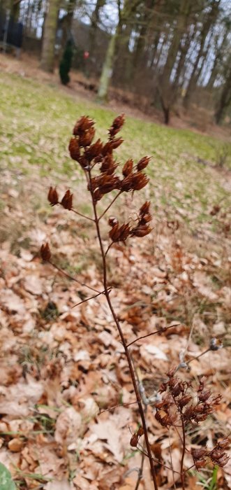 Vissnad planta som liknar akleja med bruna fröställningar mot en suddig skogsbakgrund.