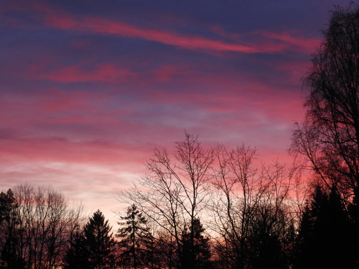 En solnedgång med röda och lila skyar bakom silhuetten av träd mot en mörkande himmel.