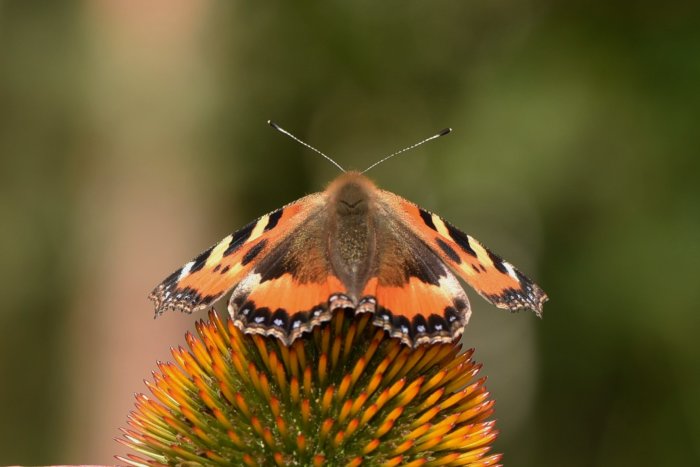 Nässelfjäril med öppna vingar vilar på blomställningen av en orange och svart kotteblomma.